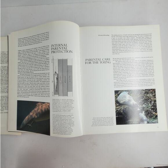 Jacques Cousteau The Ocean World 1981 Book Marine Life Sea Nature Photography - Picture 8 of 10